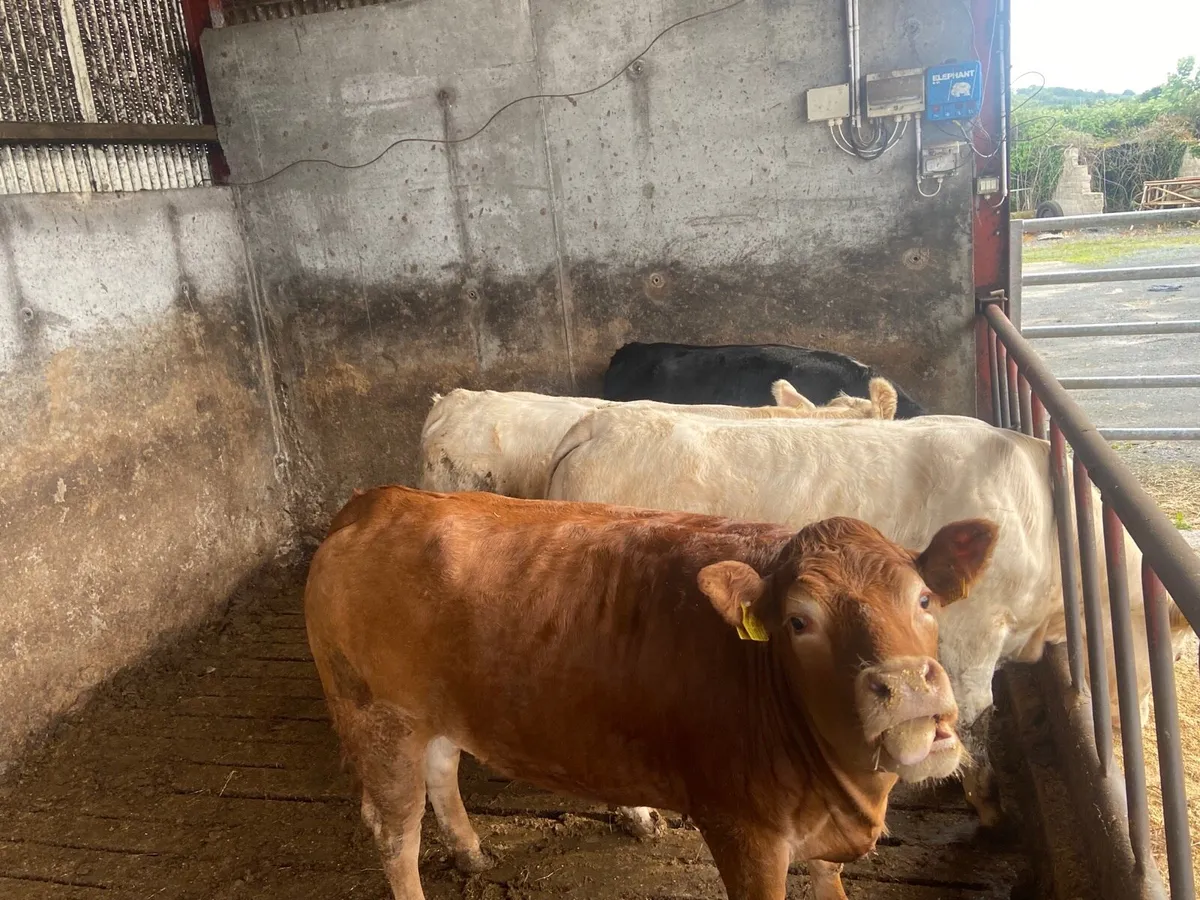 Lot In add well fleshed Dowra mart for sale in Co. Cavan for €0 on DoneDeal