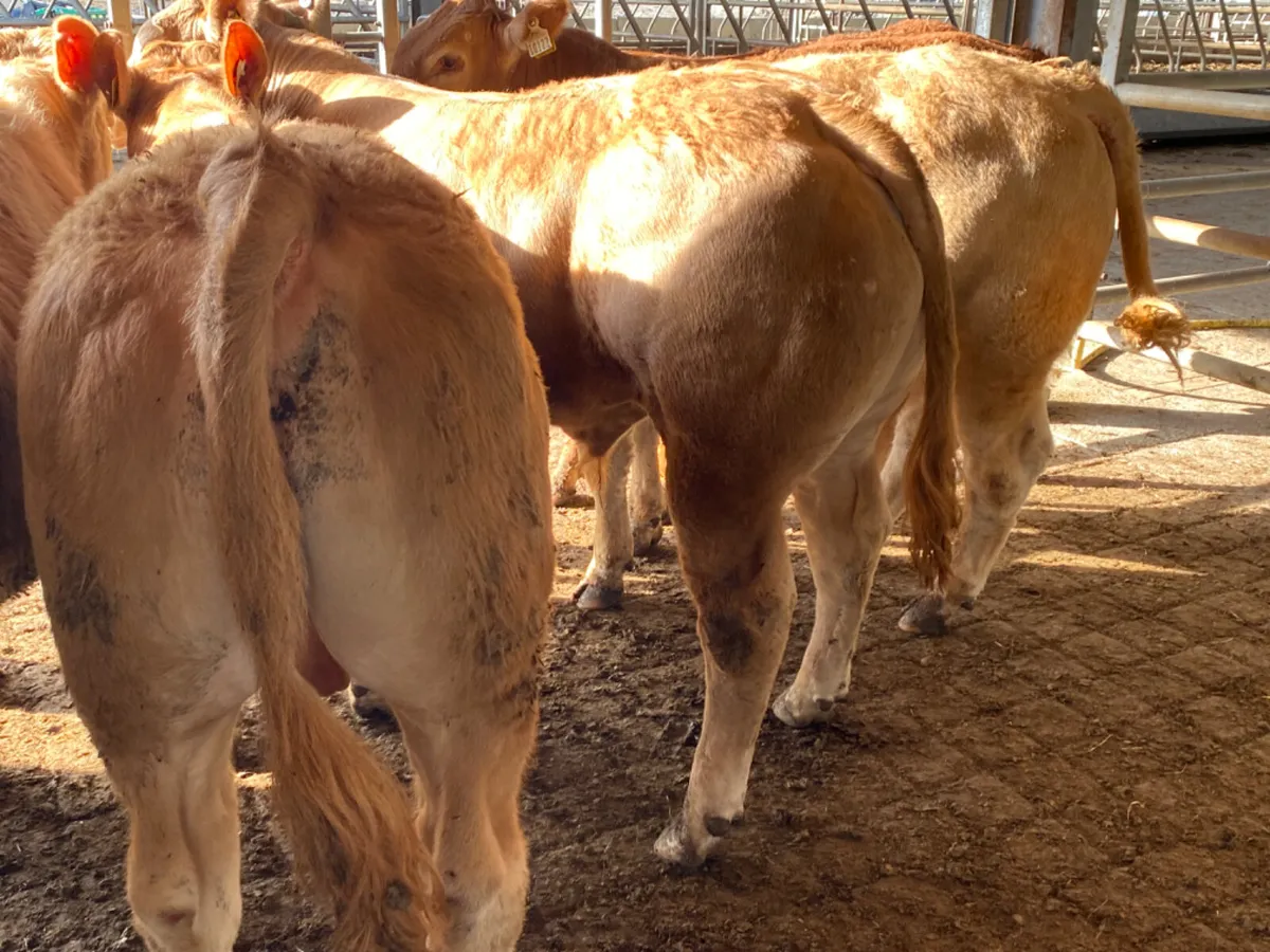 Super Bullocks - Image 1