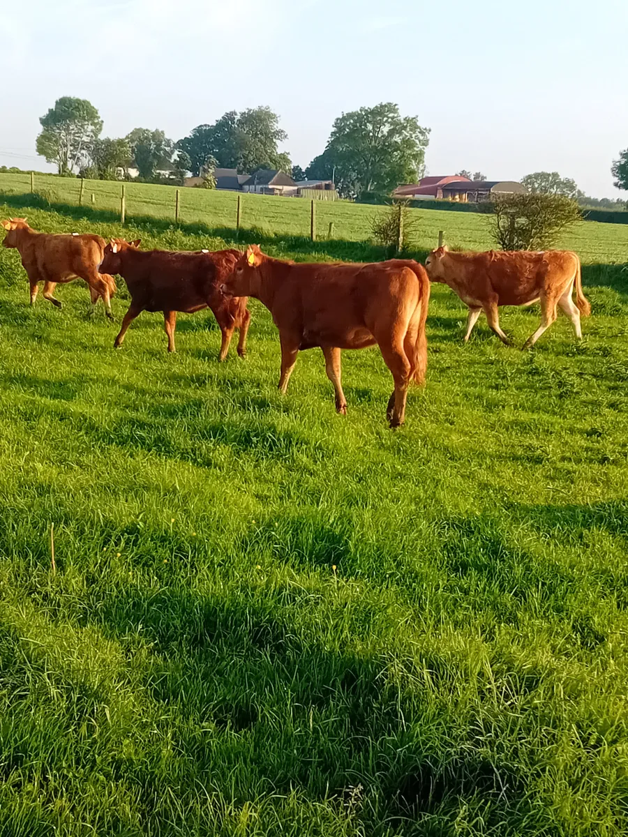Yearling heifers - Image 1