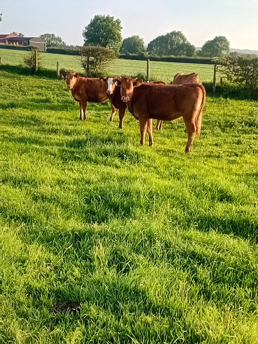Yearling heifers - Image 2