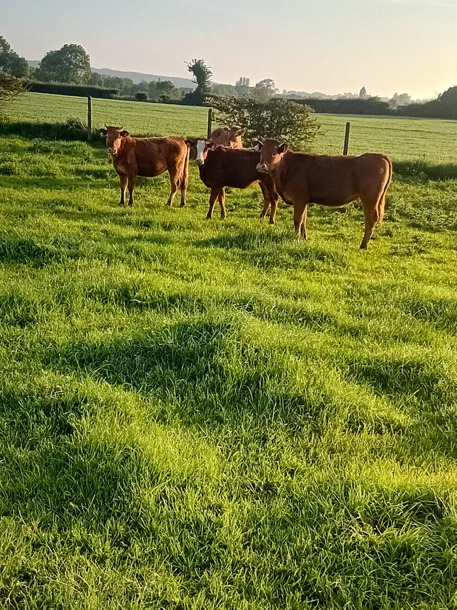 Yearling heifers - Image 3