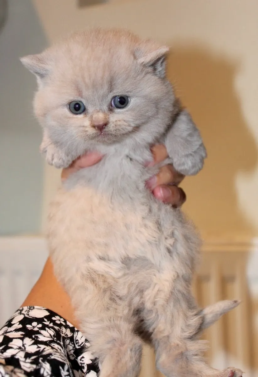 Pedigree British Shorthair Kittens for sale in Co. Galway for €500 on