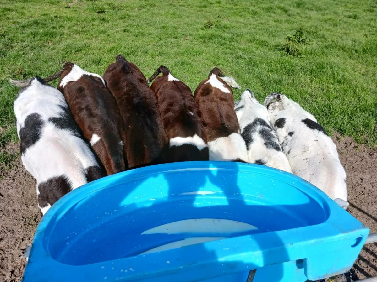 Heifer calves for sale in Co. Galway for €300 on DoneDeal