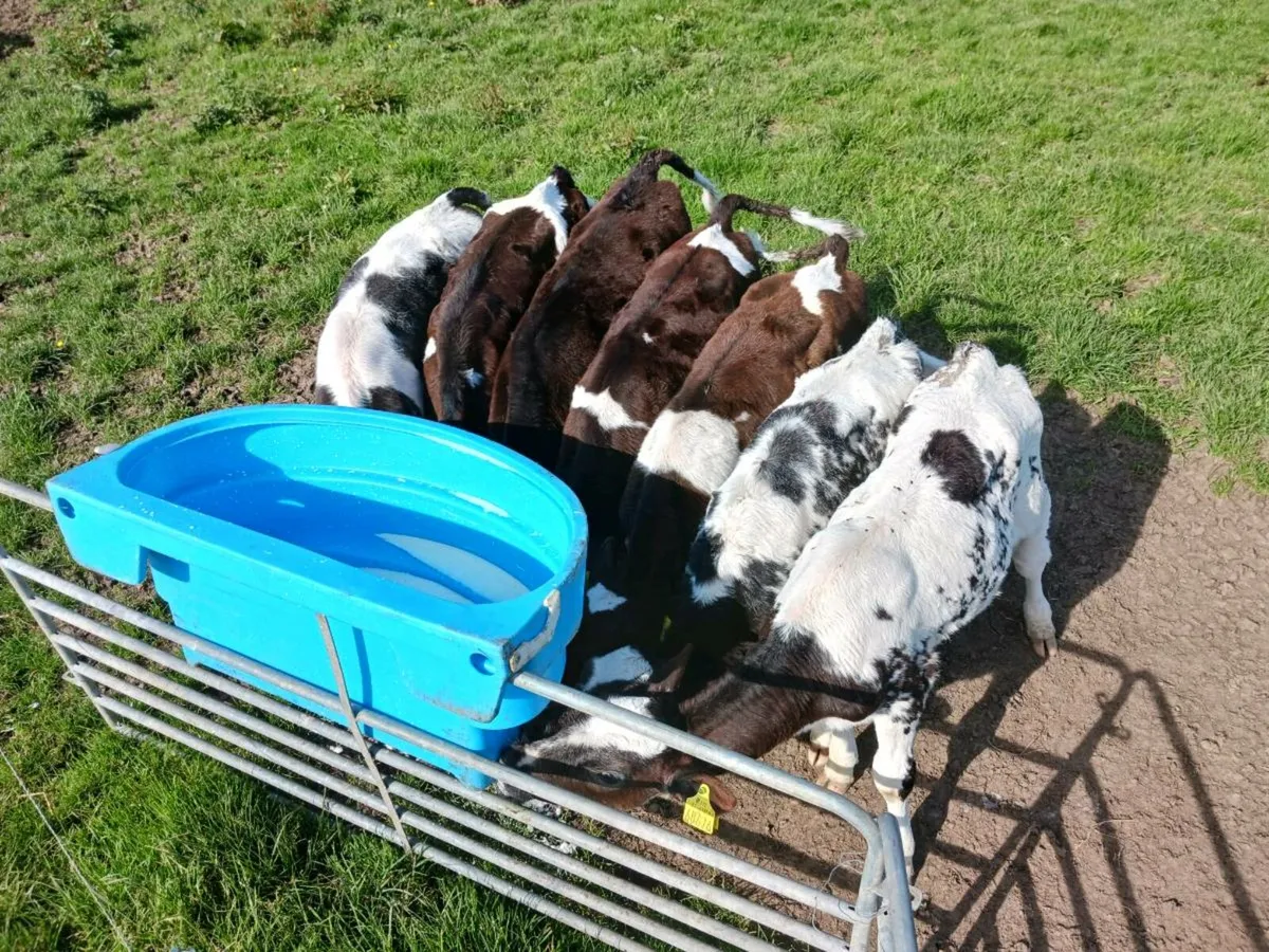 Heifer calves for sale in Co. Galway for €300 on DoneDeal