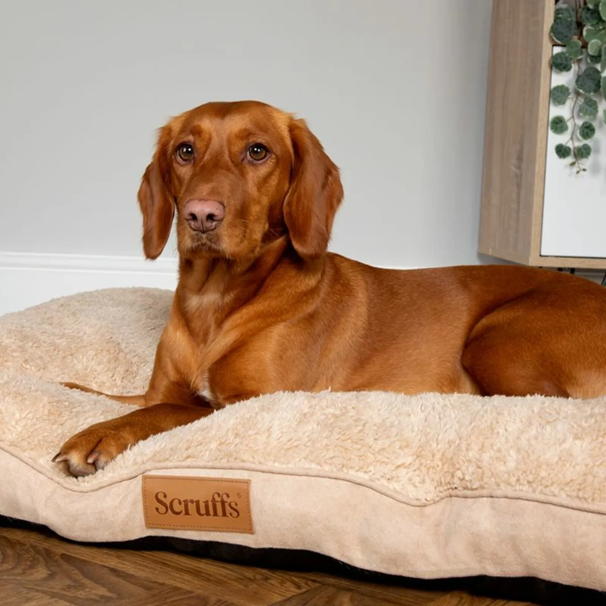 Scruffs Dog Bed SALE!! - Image 1