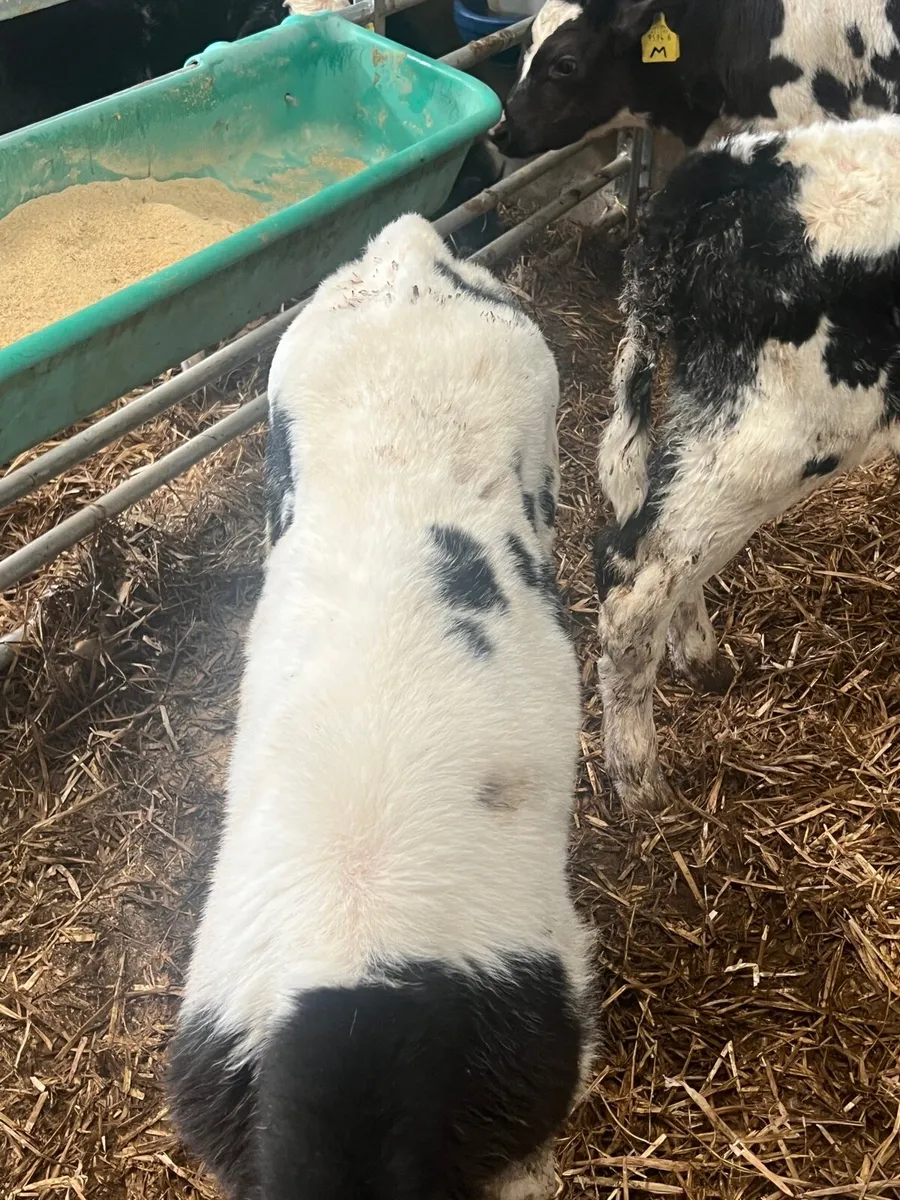Belgium blue bull calves for sale in Co. Derry for £1 on DoneDeal