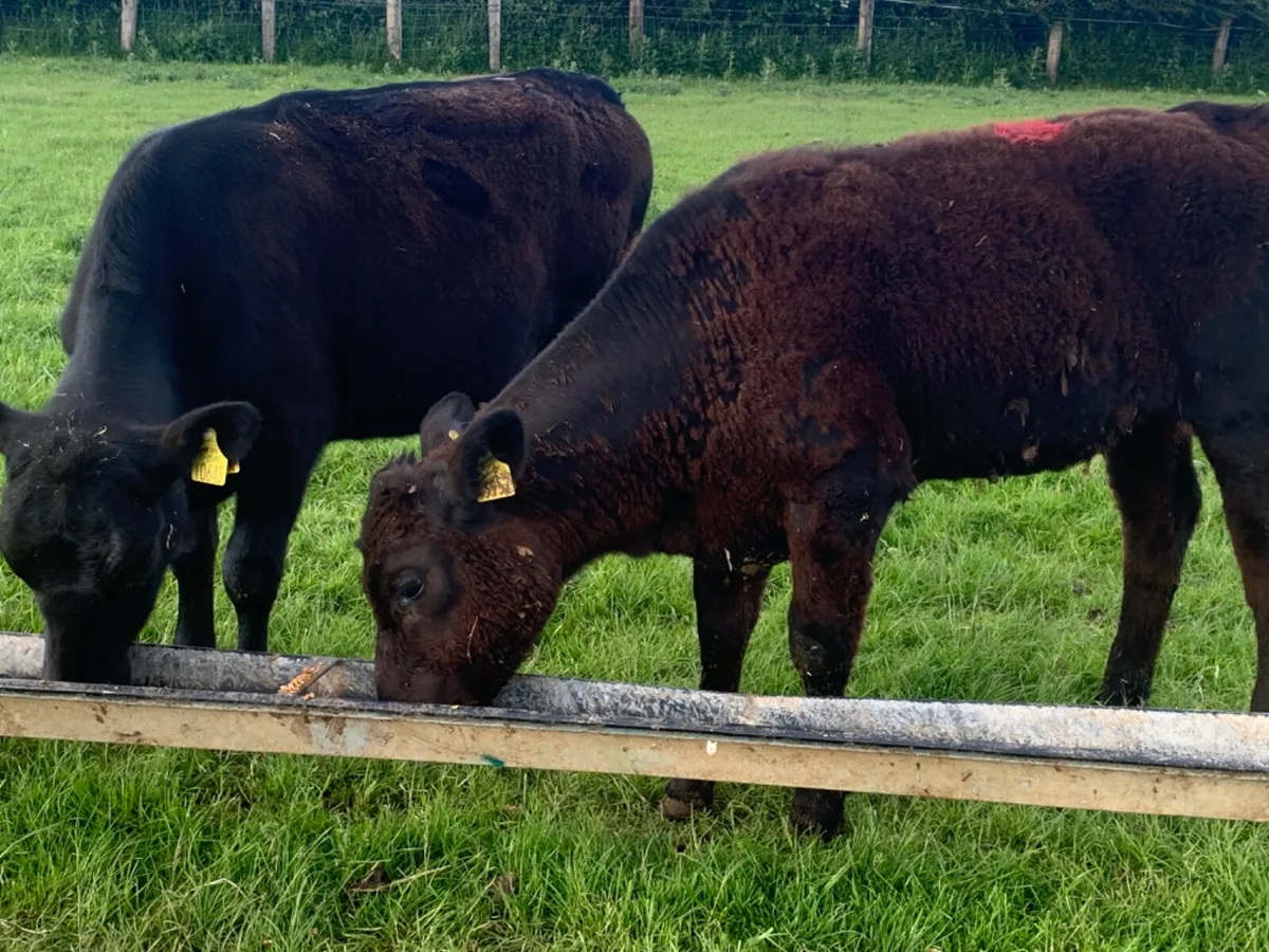 2 Quality AA Heifers - Image 3