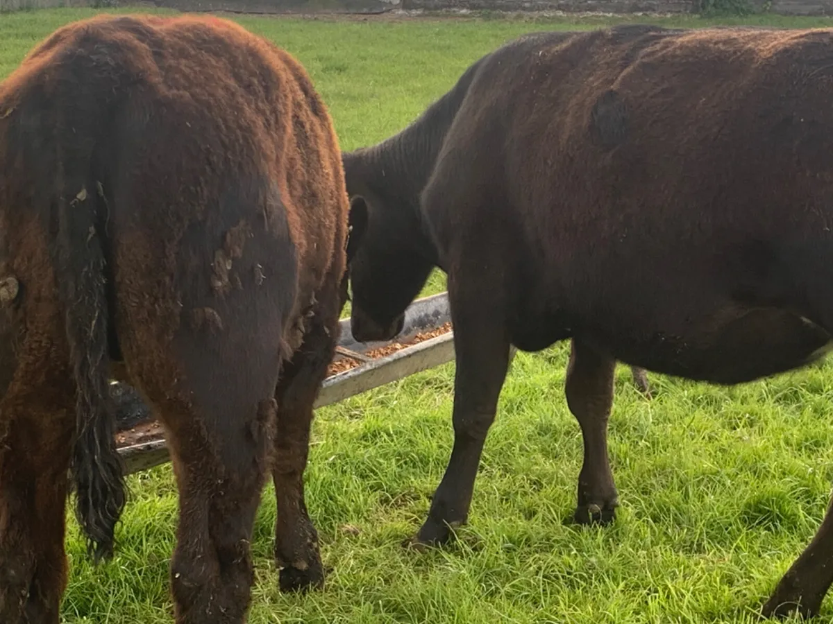 2 Quality AA Heifers - Image 4