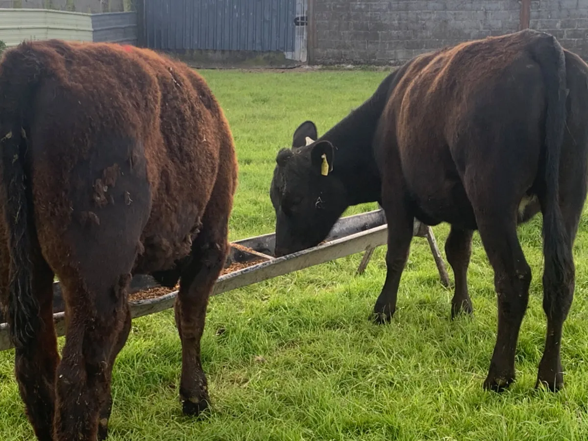 2 Quality AA Heifers - Image 1