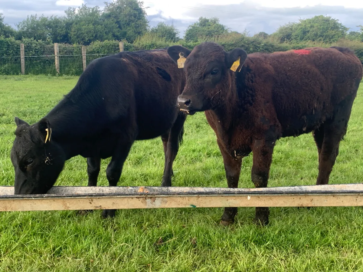 2 Quality AA Heifers - Image 2
