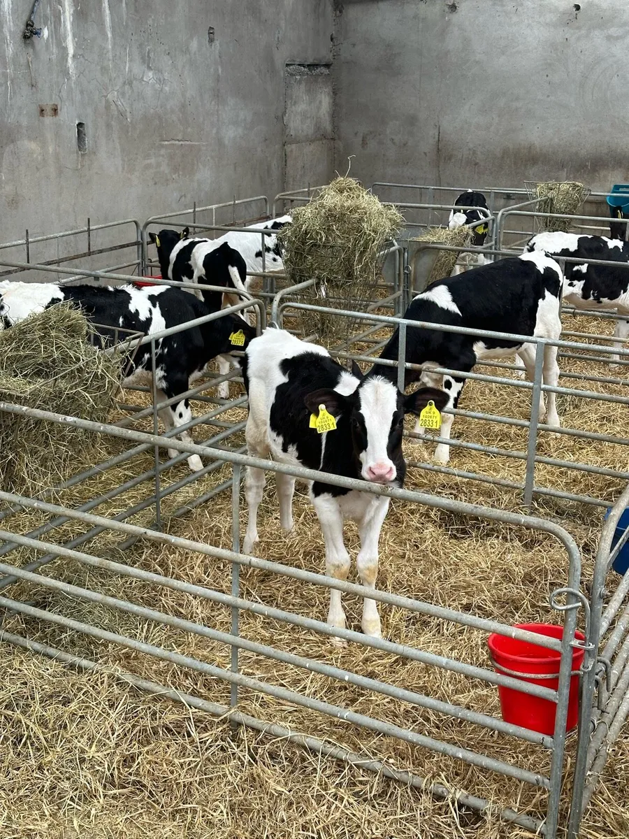 Holstein Calves for sale in Co. Antrim for £500 on DoneDeal