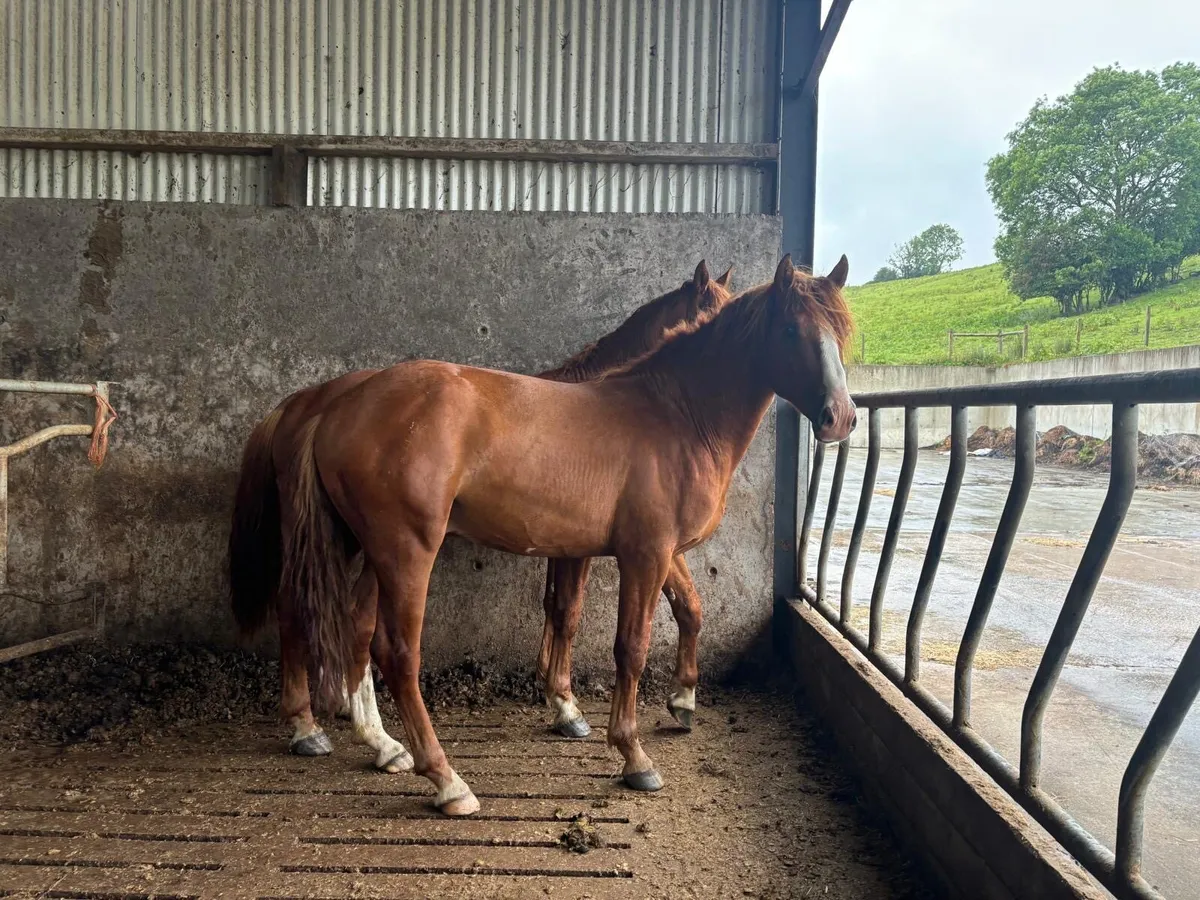 6 X 3 Year Old Horses for sale in Co. Monaghan for €3,200 on DoneDeal