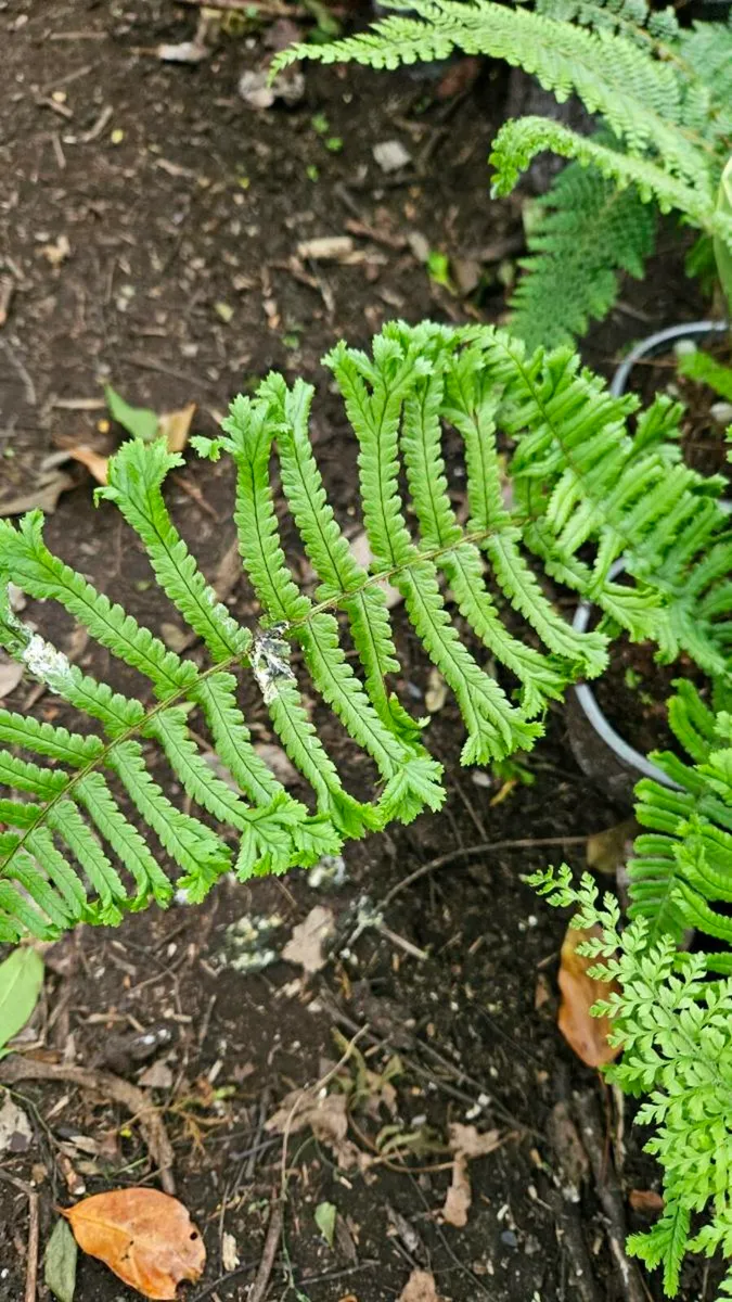 Large Ferns Three Euros each - Image 1