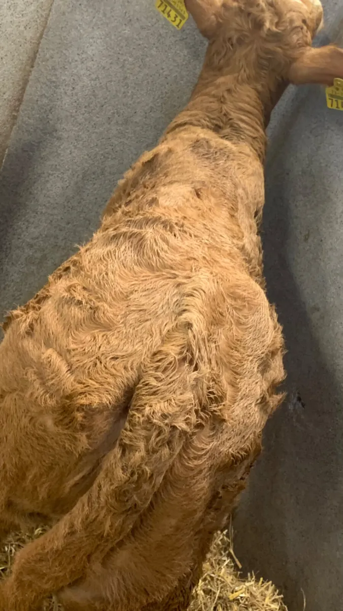 ⭐️ Super Suckler Charolais Heifer Calf ⭐️ - Image 2