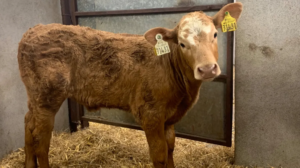 ⭐️ Super Suckler Charolais Heifer Calf ⭐️ - Image 3