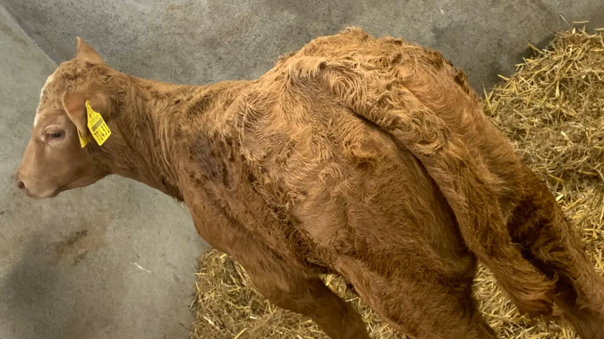 ⭐️ Super Suckler Charolais Heifer Calf ⭐️ - Image 4