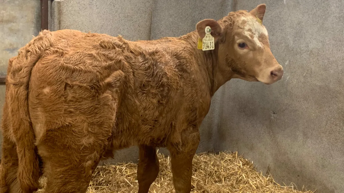 ⭐️ Super Suckler Charolais Heifer Calf ⭐️ - Image 1