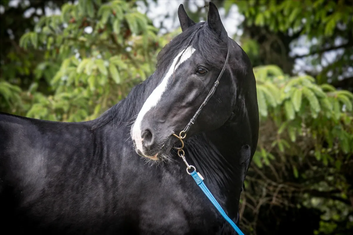 ⚡️16hh Black Irish Cob Stallion at Stud⚡️ - Image 1