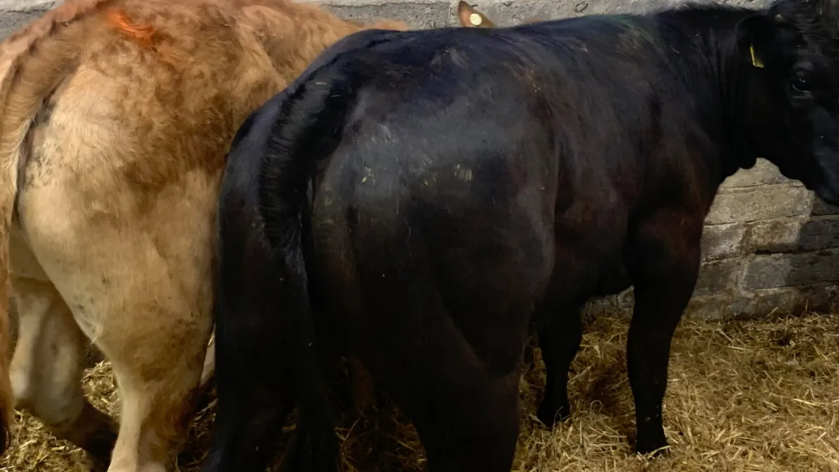 2 Super U Grade Limousin Heifers - Image 3
