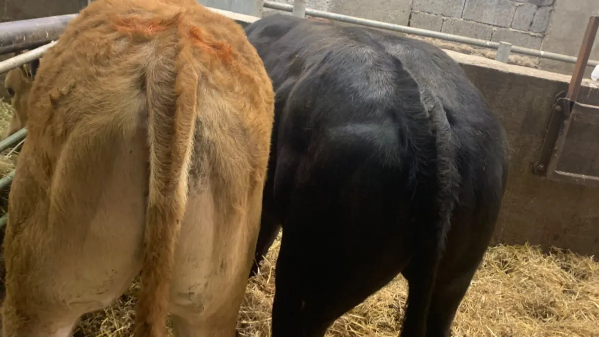 2 Super U Grade Limousin Heifers - Image 2