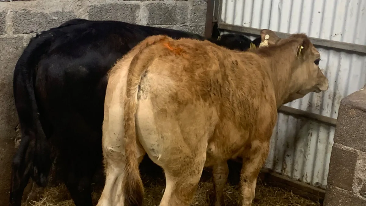 2 Super U Grade Limousin Heifers - Image 1