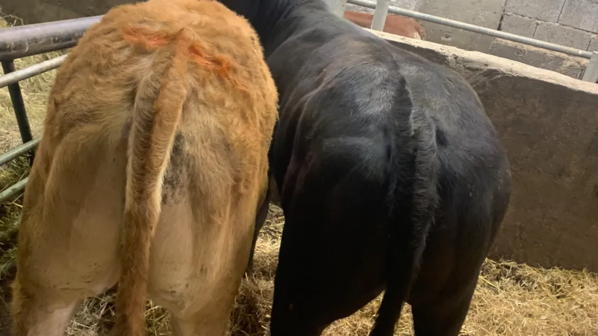 2 Super U Grade Limousin Heifers - Image 4