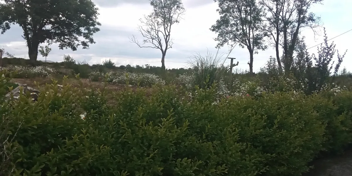 Sprinter Buxus Boxwood Rooted Cuttings for sale for sale in Co. Louth