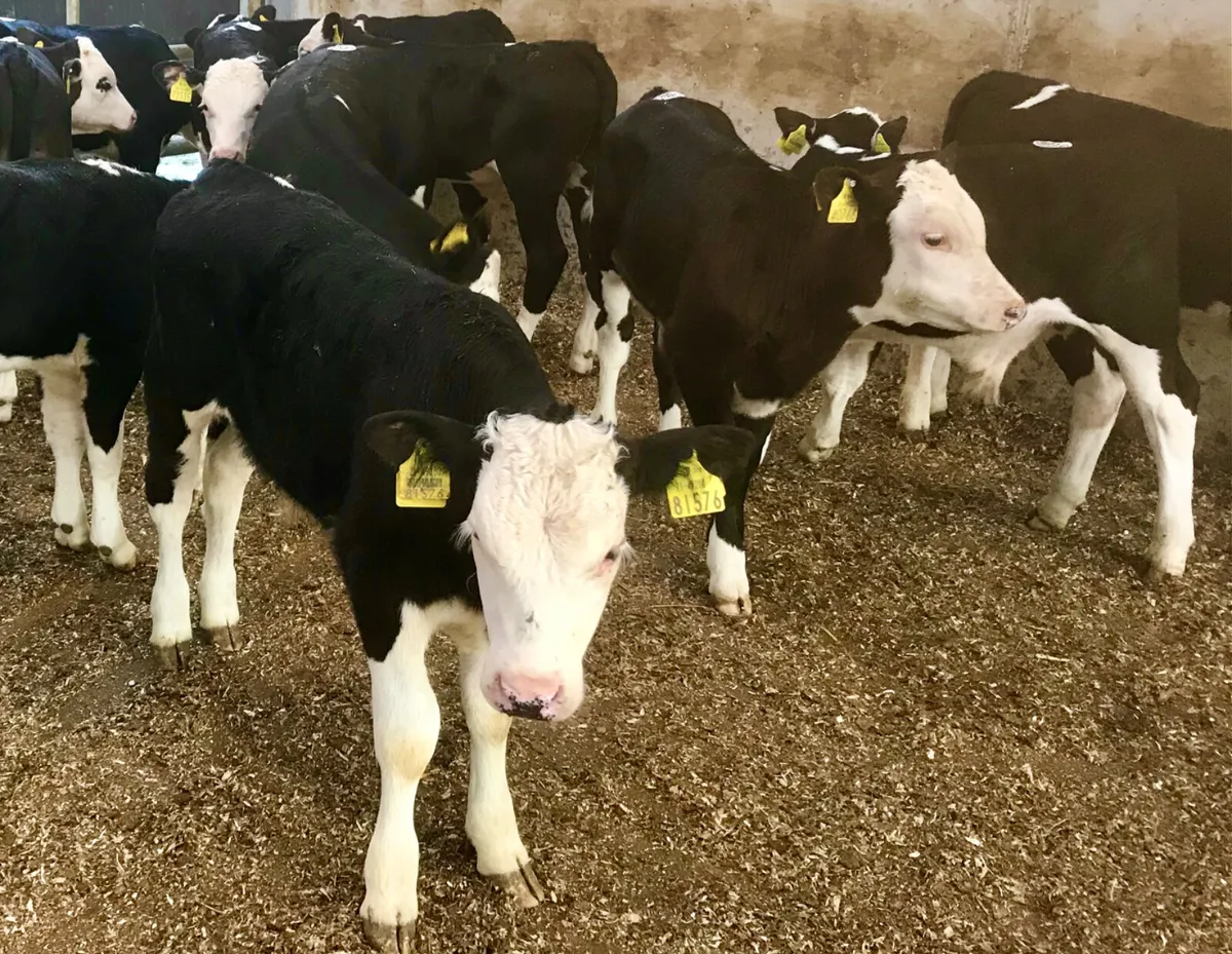 Reared Calves - Image 2