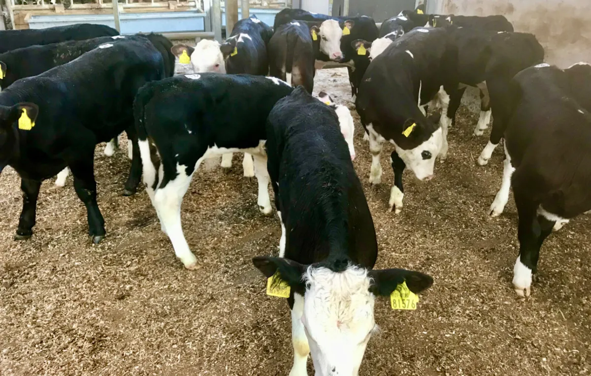 Reared Calves - Image 3