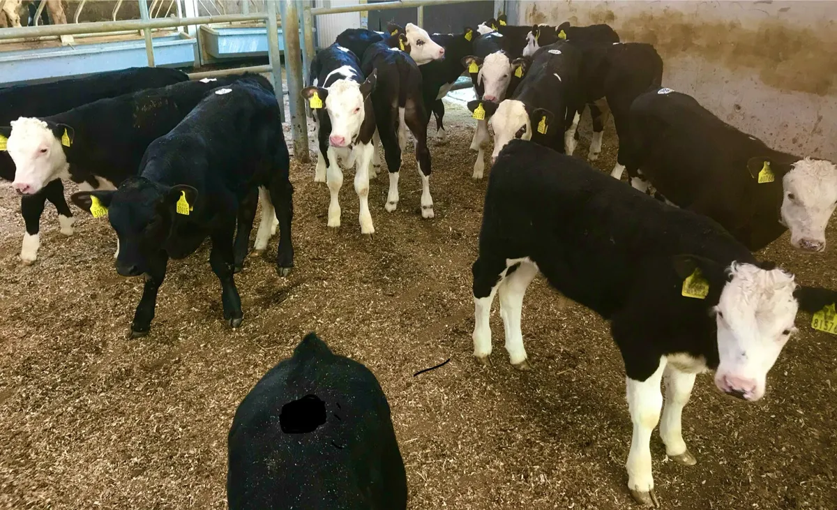 Reared Calves - Image 4