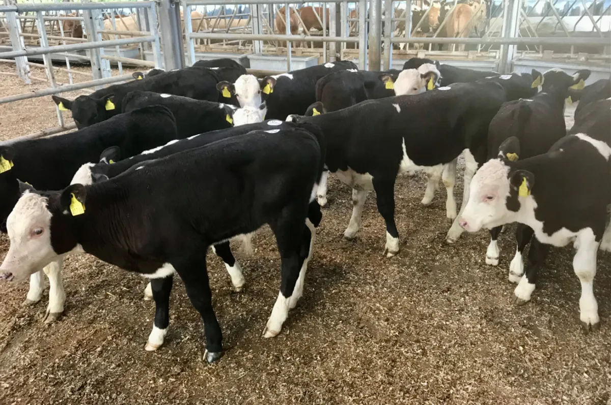 Reared Calves - Image 1
