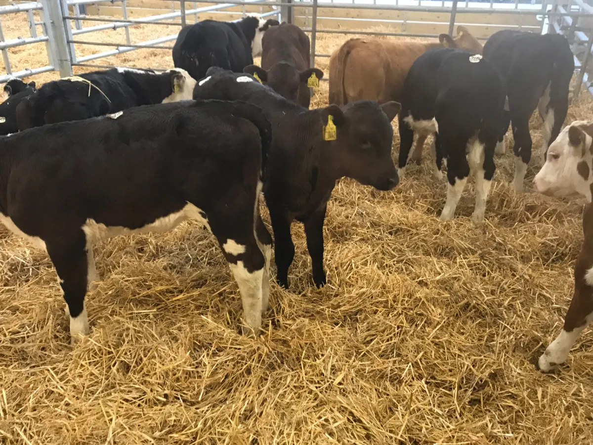 Hereford  Bulls - Image 3