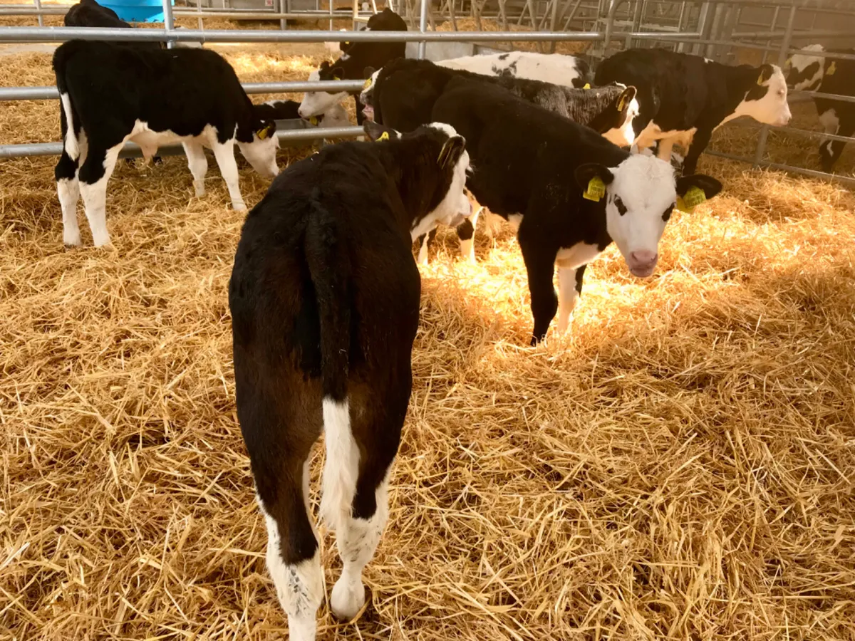 Hereford  Bulls - Image 2