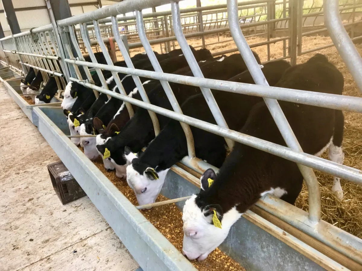 Hereford  Bulls - Image 1