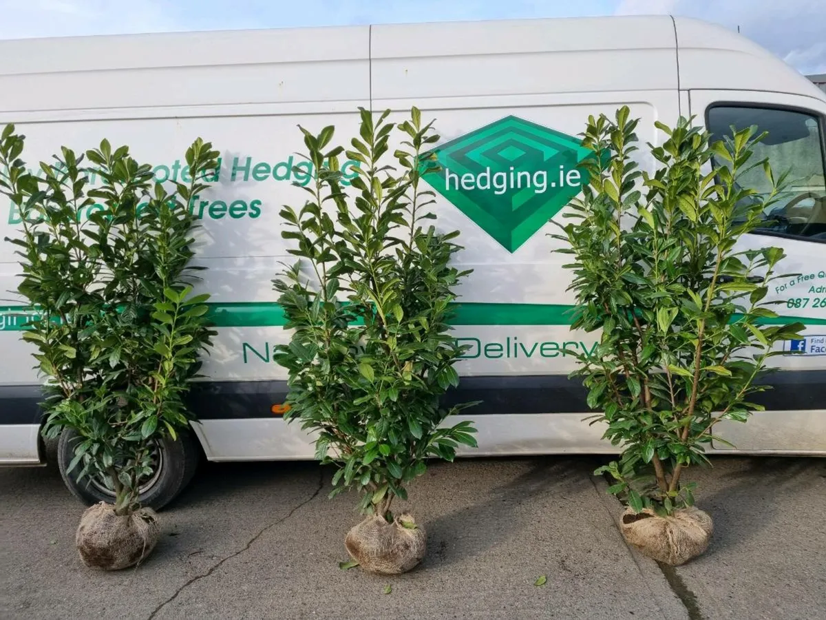 Laurel hedging 2-3 ft €4.00 potted - Image 1