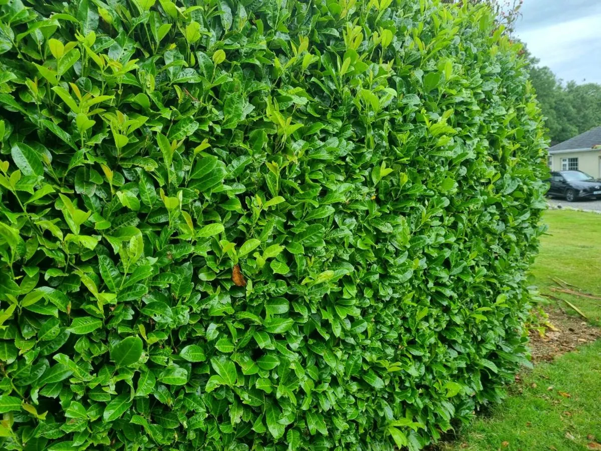 Laurel hedging 2-3 ft €4.00 potted - Image 3
