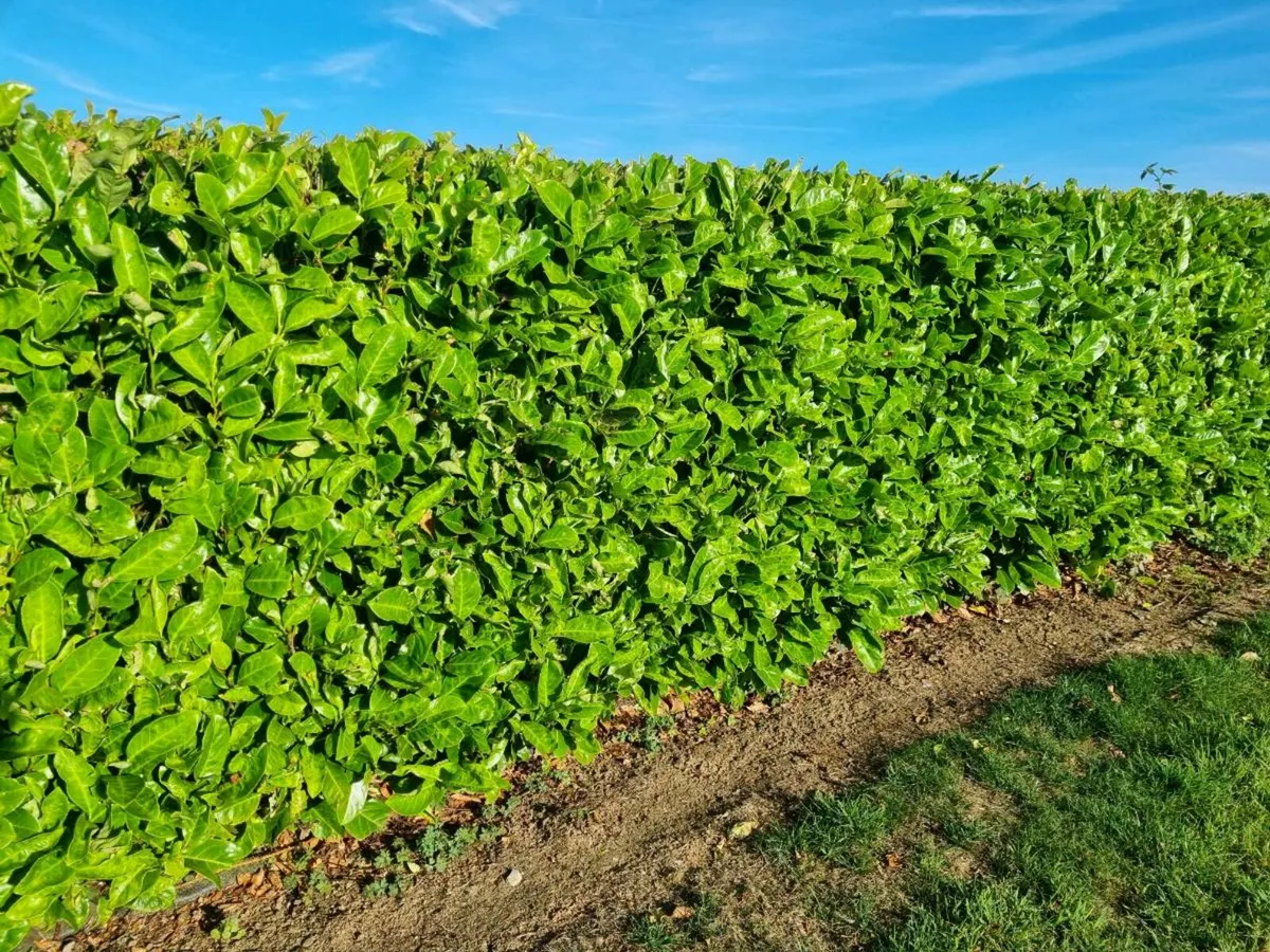 Laurel hedging 2-3 ft €4.00 potted - Image 4