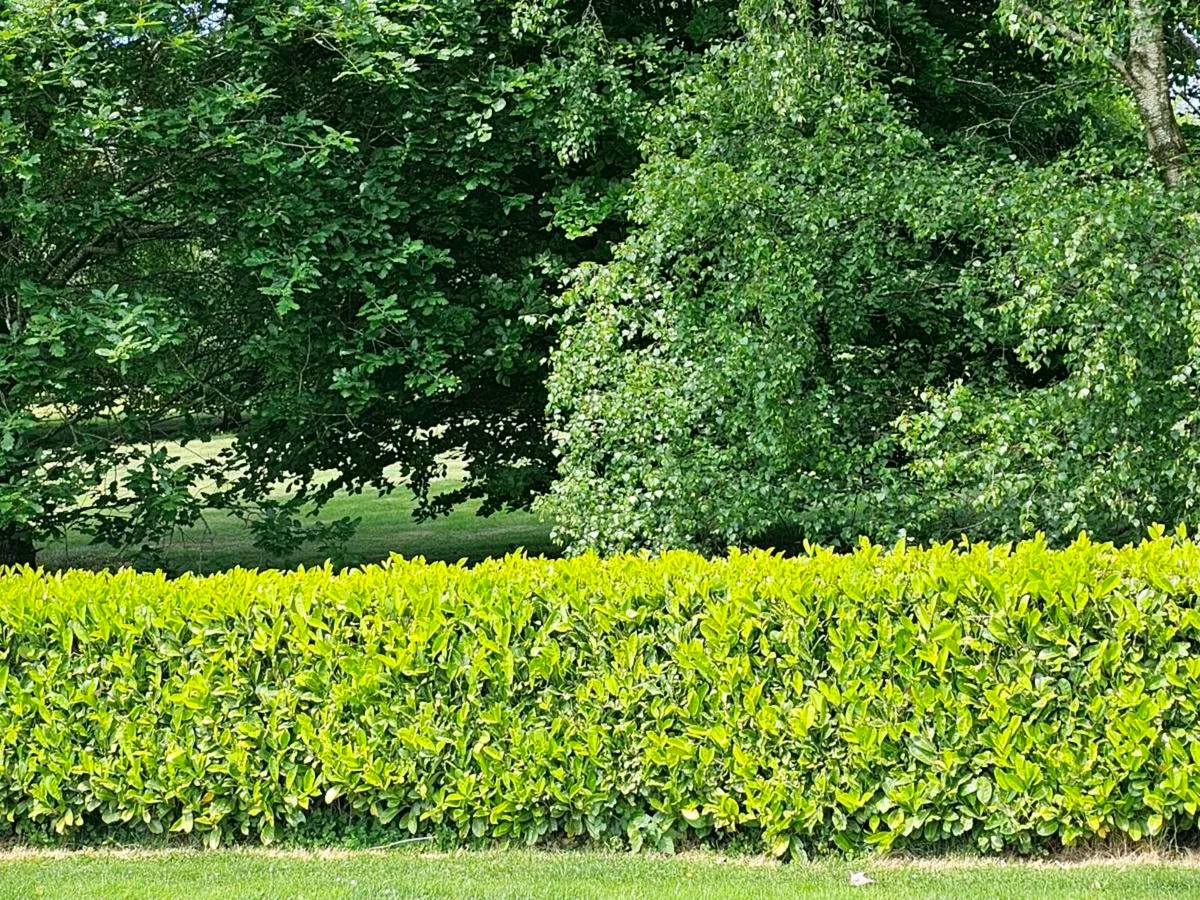 Potted laurel hedging 18 inches-2 ft €3.50 - Image 1