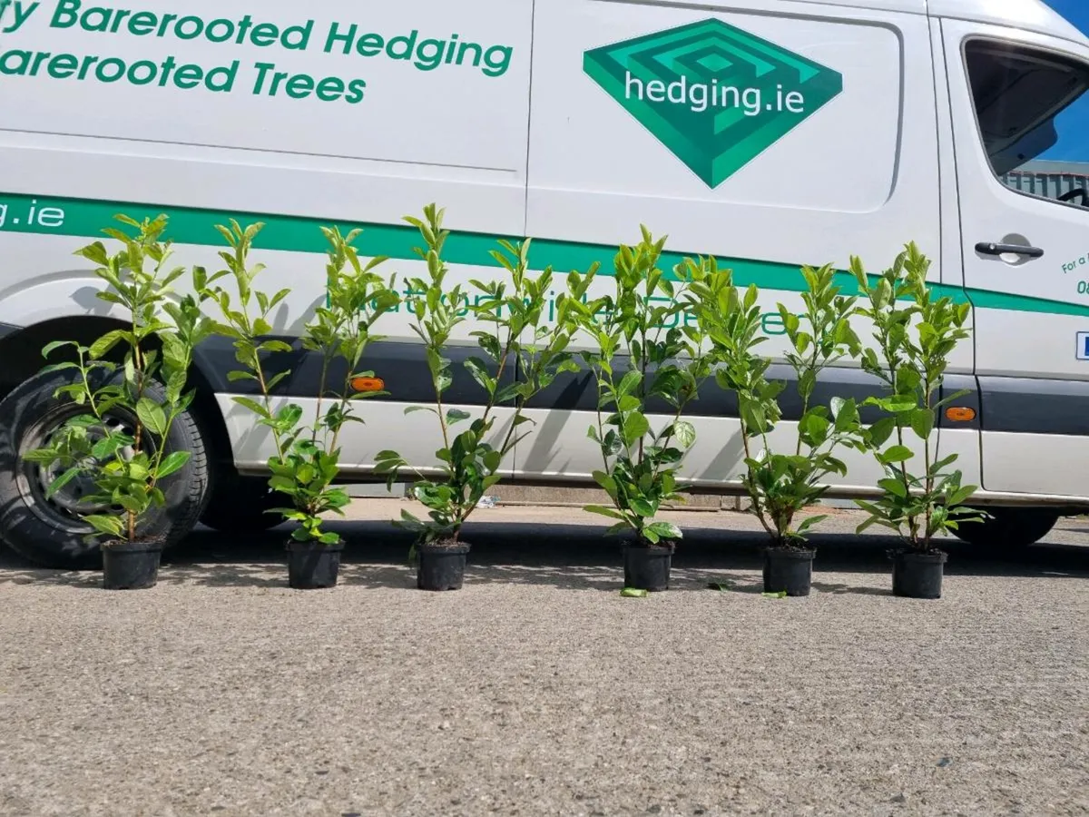Potted laurel hedging 2 ft €4.00 - Image 2