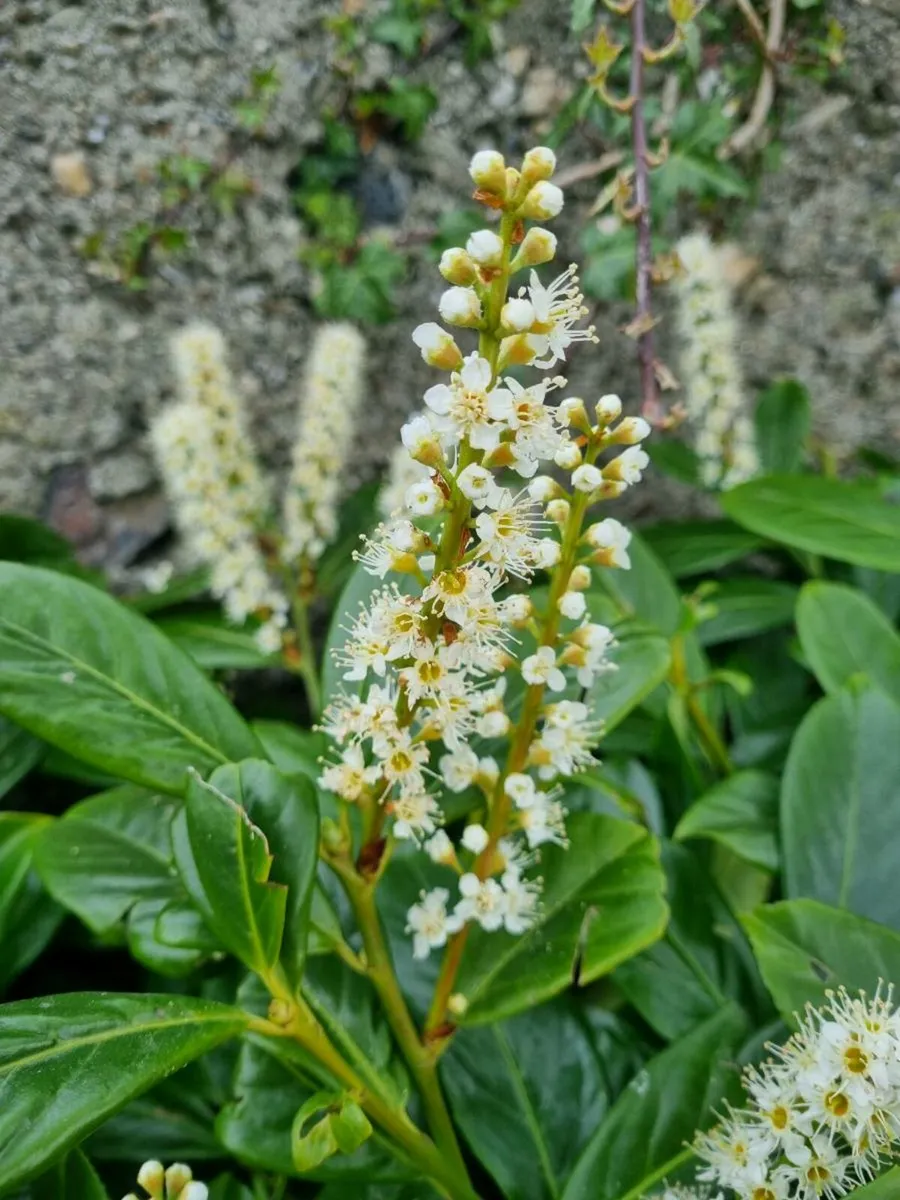 Potted laurel hedging 18 inches-2 ft €3.50 - Image 3