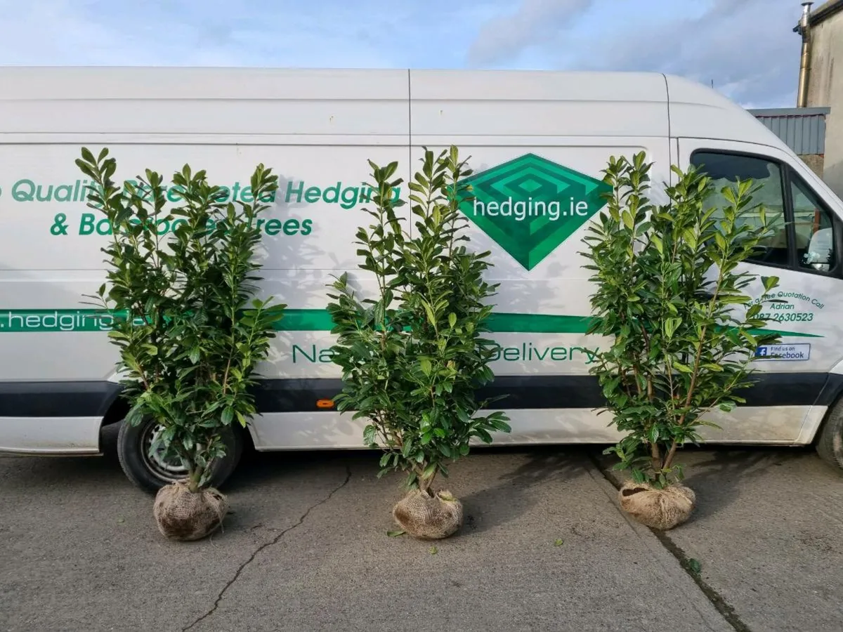 Potted laurel hedging 18 inches-2 ft €3.50 - Image 4