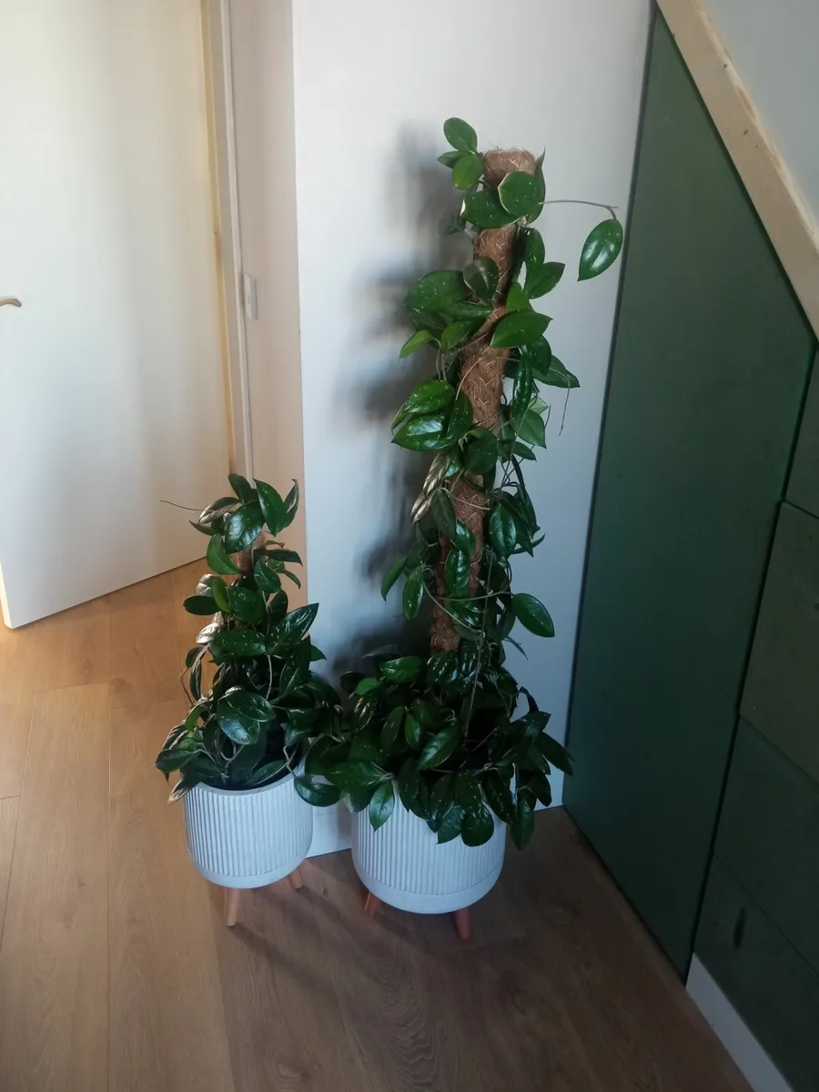 flowers in pots for sale in Co. Carlow for €50 on DoneDeal