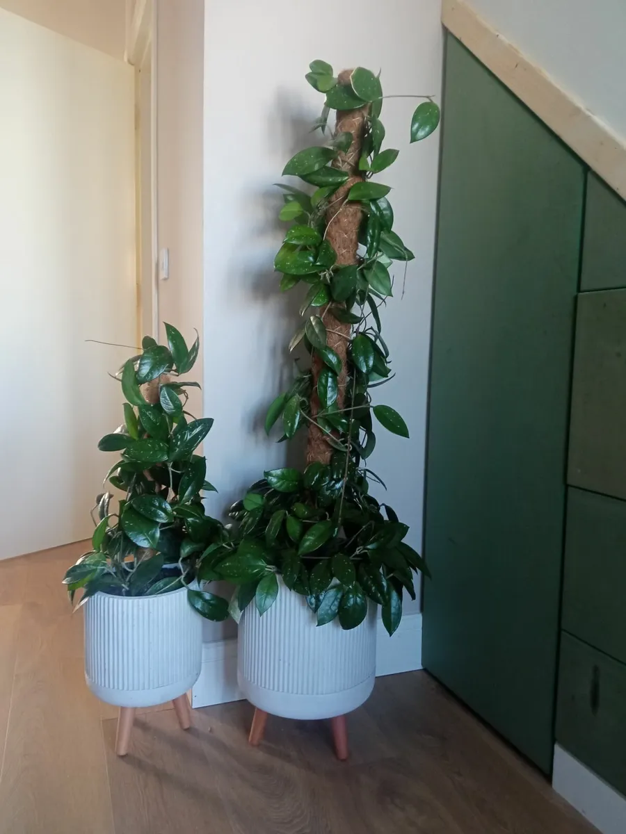 flowers in pots for sale in Co. Carlow for €50 on DoneDeal