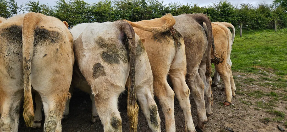 Super Continental U Grade Heifers - Image 4