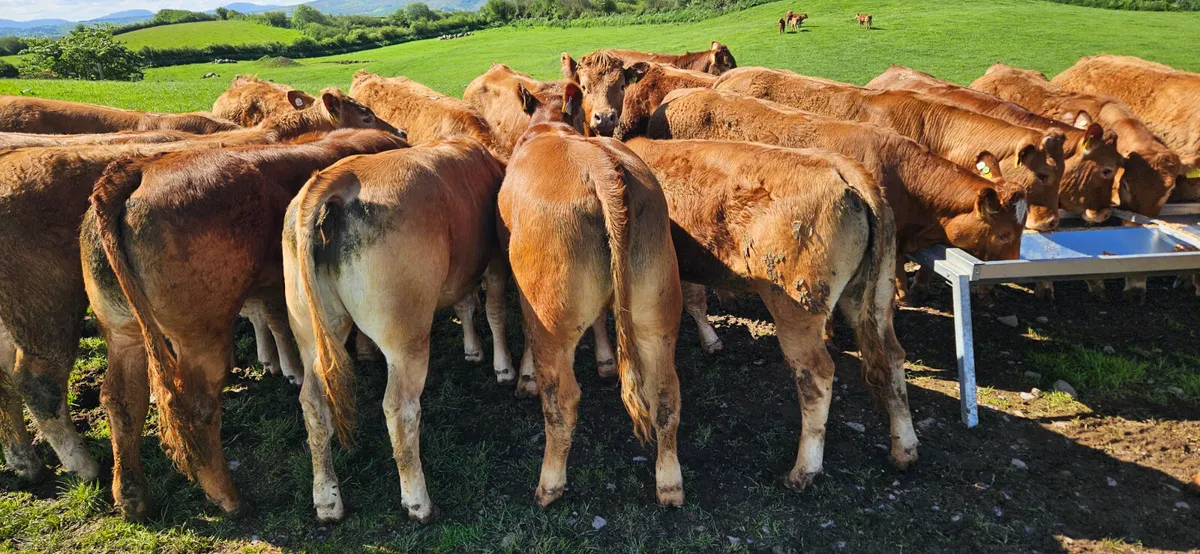 Super Continental U Grade Heifers - Image 1