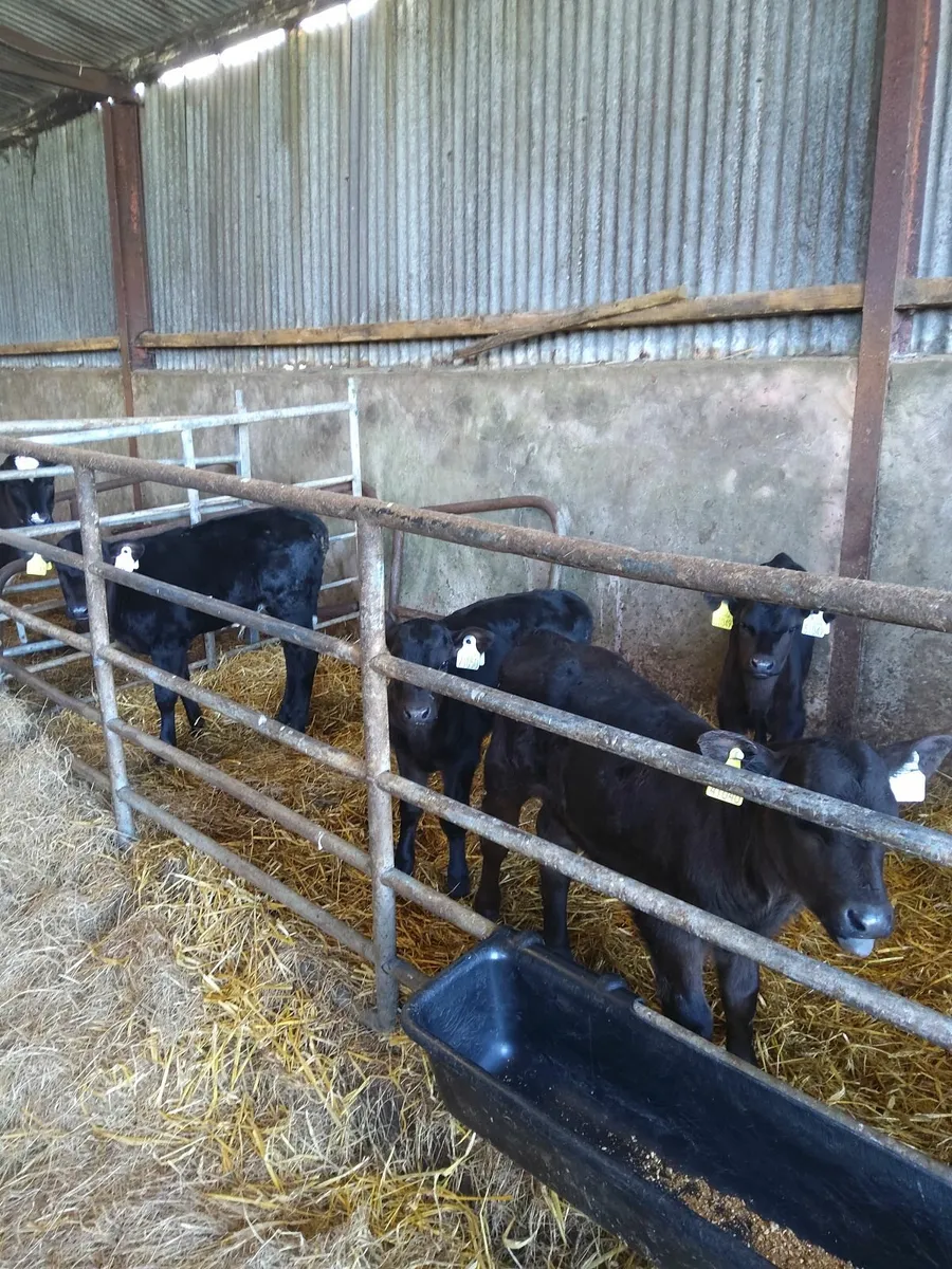 Calves for sale in Co. Wexford for €230 on DoneDeal