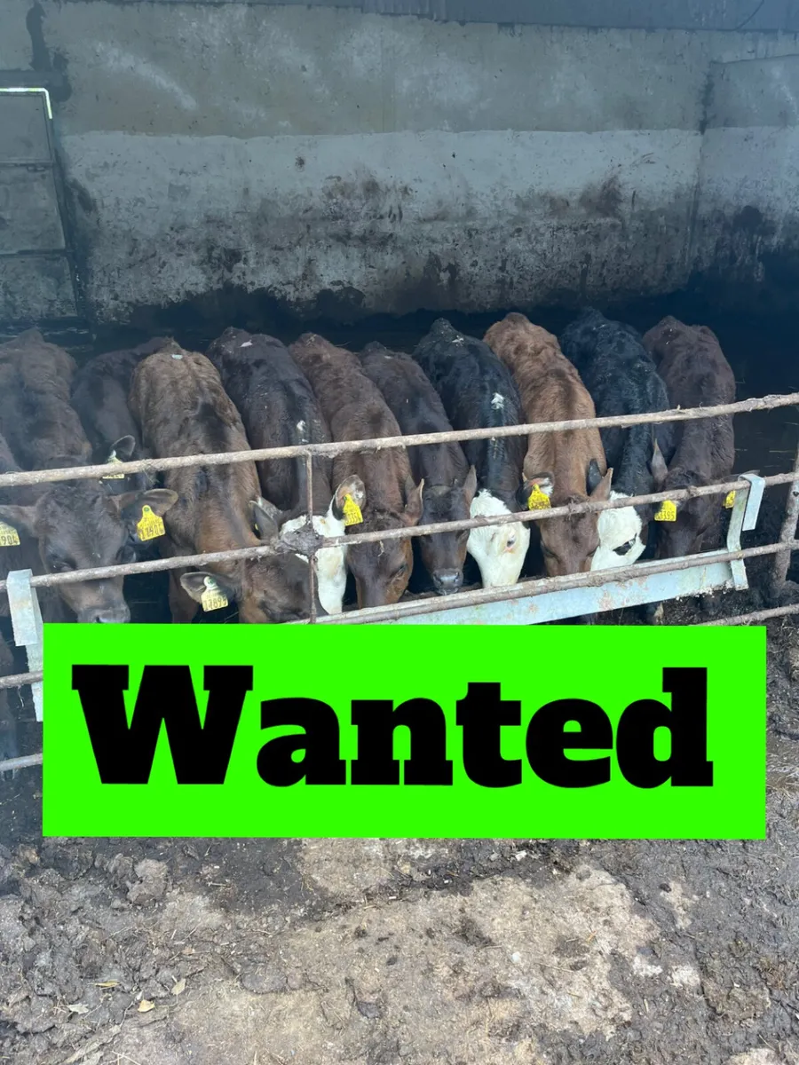 WANTED Calves & Reared calves WANTED