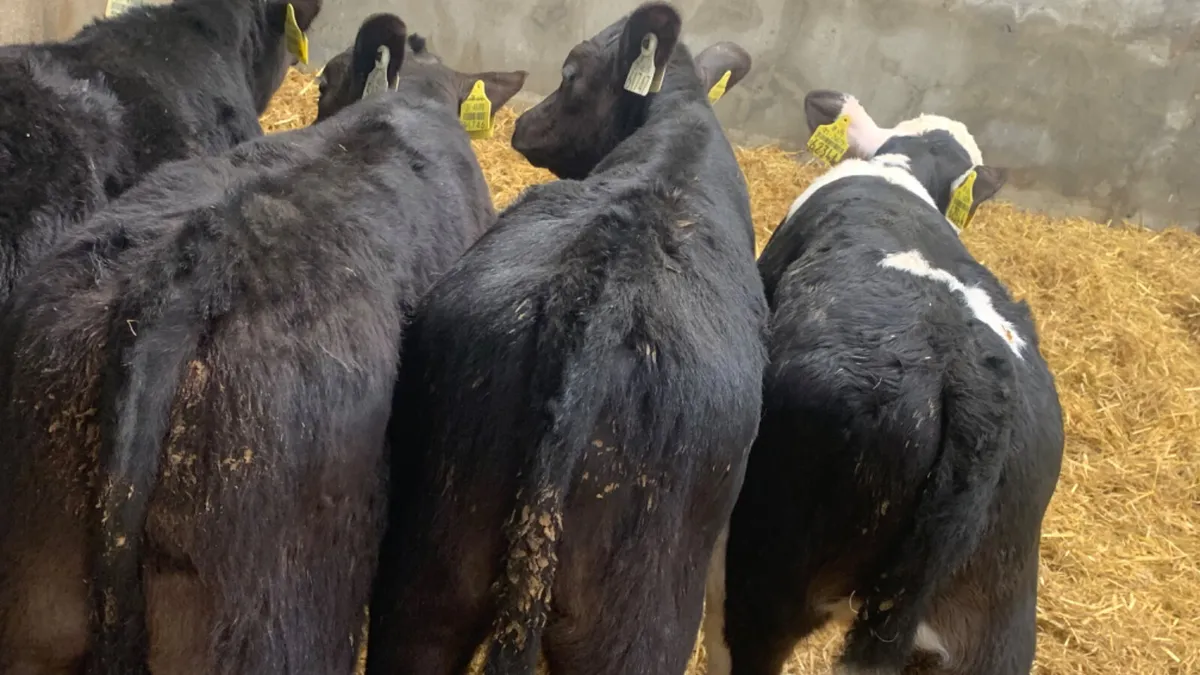 4 Strong Quality Bull Calves - Image 2