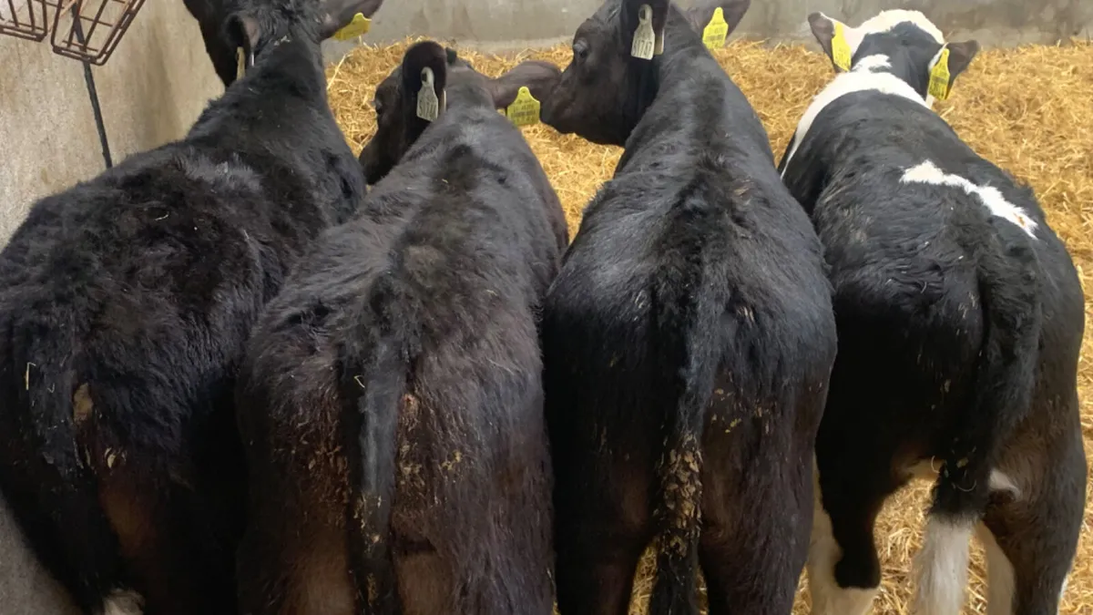 4 Strong Quality Bull Calves - Image 3