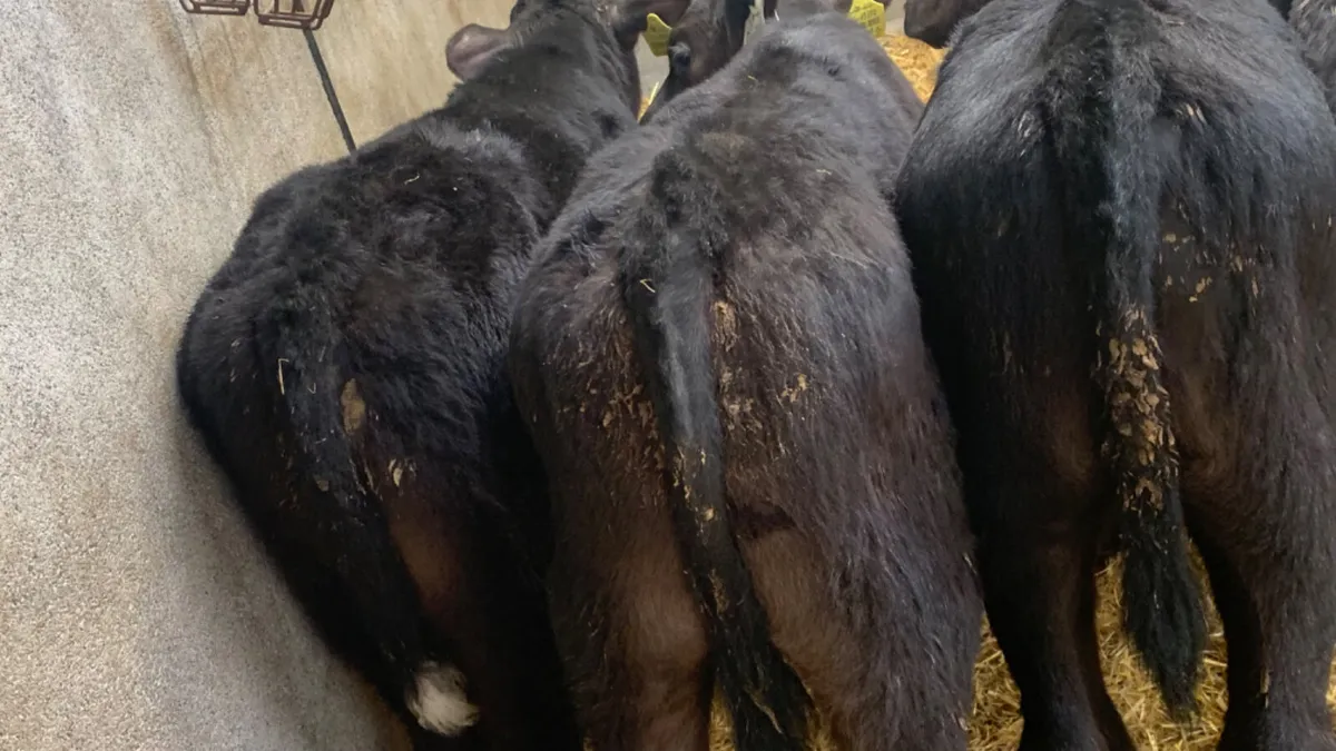 4 Strong Quality Bull Calves - Image 4